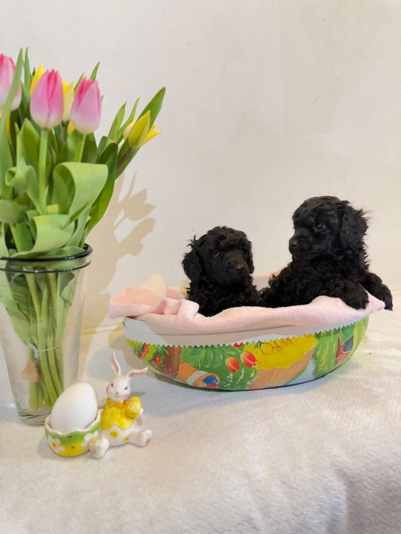 Fantastic's kennel har fått toypudelvalpar