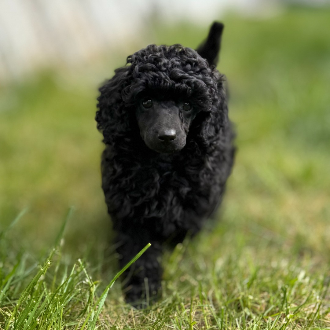 Fantastic's kennel har fått toypudelvalpar