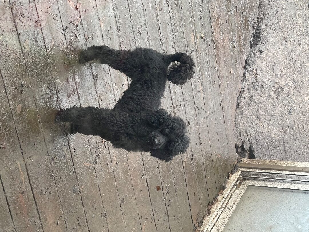 Sheepdales kennel