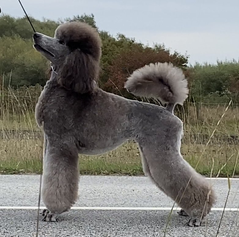 Kiwi.jpeg Kiwi.jpeg